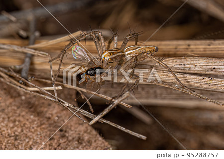 Striped Lynx Spider 95288757