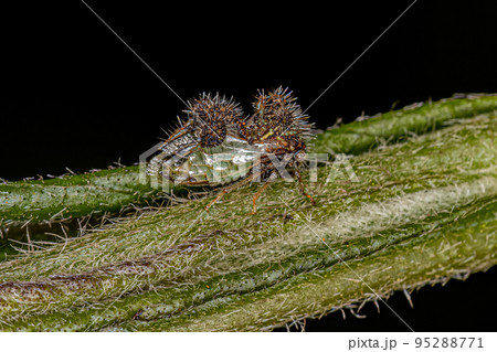 Adult Ant-mimicking Treehopper Adult Ant-mimicking Treehopper 95288771