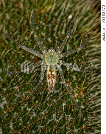 Small Nursery Web Spider 95288772