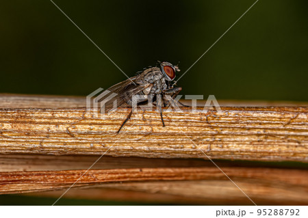 Adult Muscoid Fly Adult Muscoid Fly 95288792