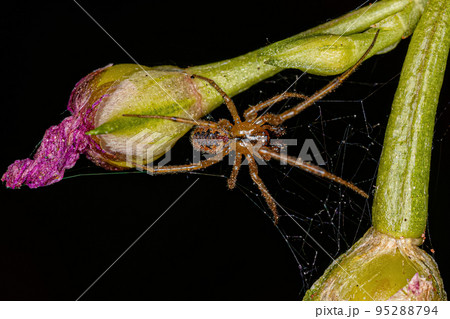 Small Male Cobweb Spider 95288794