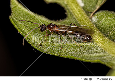 Adult Male Winged Ant Adult Male Winged Ant 95288835