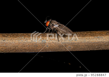 Adult Freeloader Fly 95288847