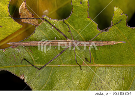 Neotropical Stick Grasshopper Neotropical Stick Grasshopper 95288854