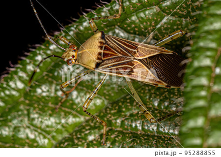 Adult Leaf-footed Bug Adult Leaf-footed Bug 95288855