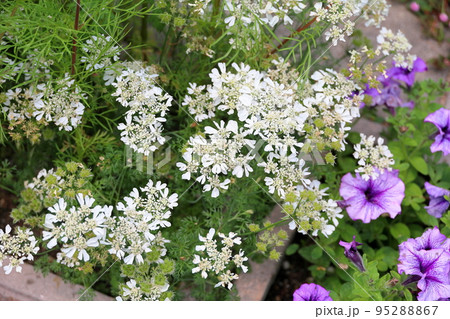 イベリスの花 イベリスの花 95288867