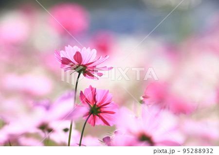コスモス3828 95288932