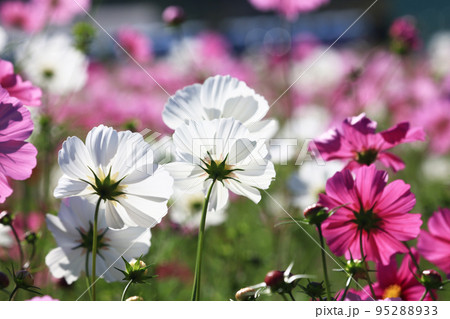 コスモス3845 95288933
