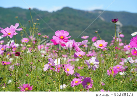 コスモス1303 コスモス1303 95289173