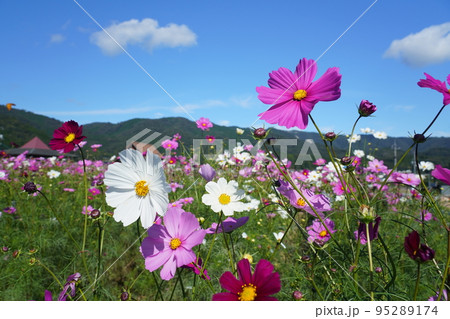 コスモス1304 95289174