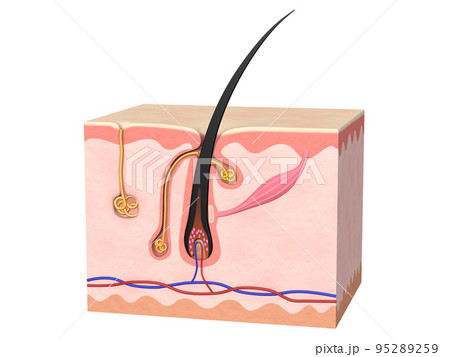 毛 毛髪 髪の毛 構造 皮膚 人間 人体 文字ナシ 毛 毛髪 髪の毛 構造 皮膚 人間 人体 文字ナシ 95289259