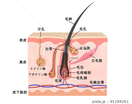 毛 毛髪 髪の毛 構造 皮膚 人間 人体 毛 毛髪 髪の毛 構造 皮膚 人間 人体 95289261