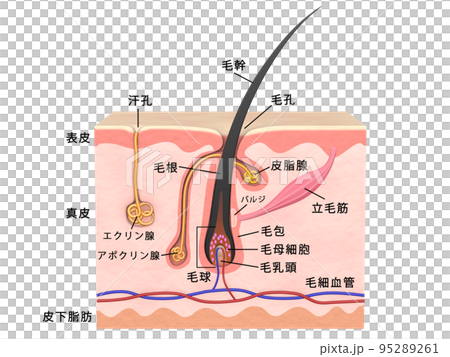 毛 毛髪 髪の毛 構造 皮膚 人間 人体 毛 毛髪 髪の毛 構造 皮膚 人間 人体 95289261