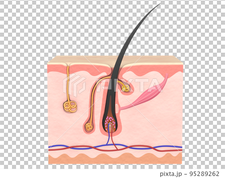 頭髮頭髮結構皮膚人體性格梨 95289262