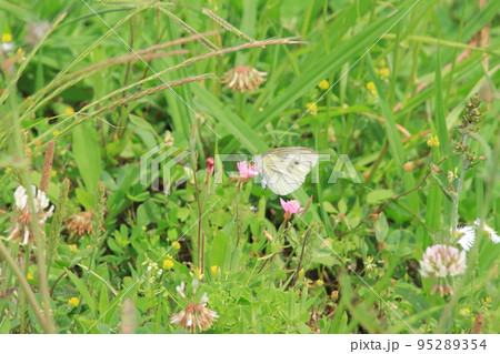 花にとまるモンシロチョウ 95289354