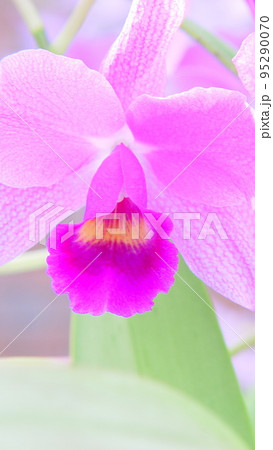 紫色のカトレアの花が咲いています　蘭(10月)カトレア12V9.16 95290070