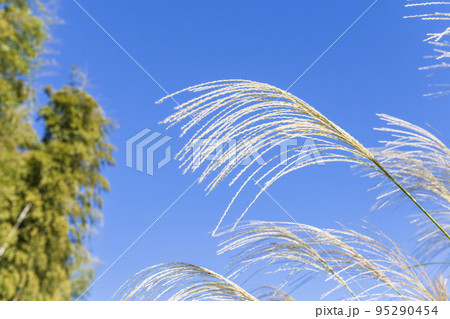【秋イメージ】ススキと青空 95290454