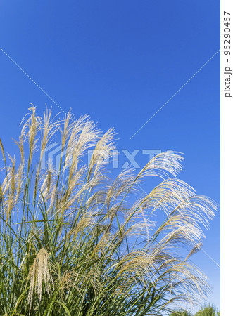 【秋イメージ】ススキと青空 95290457