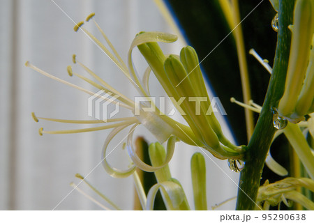 トラノオの花 95290638