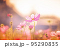 玉ボケコスモス 95290835
