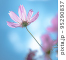 外とコスモスの花びら 95290837