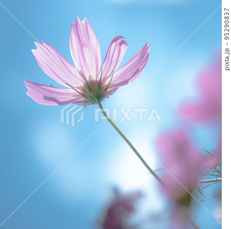 外とコスモスの花びら 外とコスモスの花びら 95290837