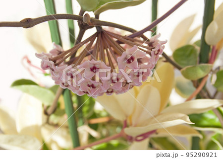 鉢植えされた桜蘭(サクララン、ホヤ属)の花のアップ 鉢植えされた桜蘭(サクララン、ホヤ属)の花のアップ 95290921