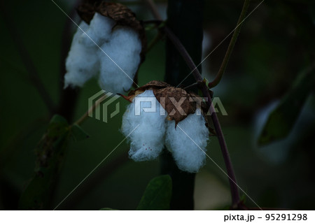 綿花　和綿 95291298