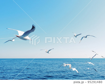 海の上を飛ぶ白いカモメ 95291480