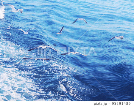 海の上を飛ぶ白いカモメ 95291489