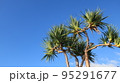 青空　ヤシの木 95291677