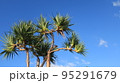 青空　ヤシの木 95291679