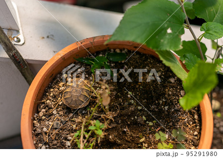 ヘルマンリクガメベビー 95291980