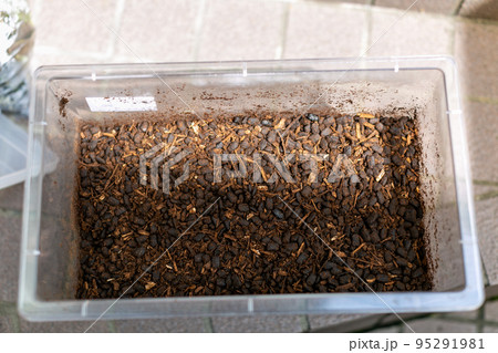 カブトムシの飼育 マット交換 ヘラクレスオオカブト カブトムシの飼育 マット交換 ヘラクレスオオカブト 95291981