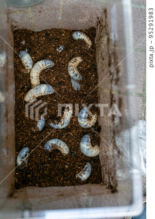 カブトムシの飼育 マット交換 ヘラクレスオオカブト カブトムシの飼育 マット交換 ヘラクレスオオカブト 95291983