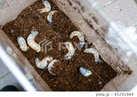 カブトムシの飼育 マット交換 ヘラクレスオオカブト カブトムシの飼育 マット交換 ヘラクレスオオカブト 95291984
