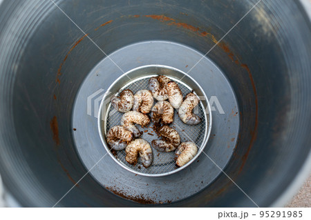 カブトムシの飼育 マット交換 ヘラクレスオオカブト カブトムシの飼育 マット交換 ヘラクレスオオカブト 95291985