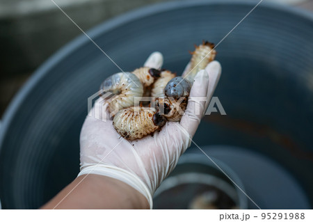 カブトムシの飼育　マット交換　ヘラクレスオオカブト 95291988
