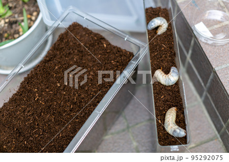 カブトムシ、昆虫、飼育、虫、兜、夏休み、夏、採取、幼虫、土、ブリーダー、屋内、瓶、容器、ビン、コピー 95292075