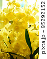 黄色い花 "デンドロビューム" 95292152