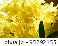 黄色い花 "デンドロビューム" 95292155