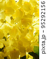黄色い花 "デンドロビューム" 95292156