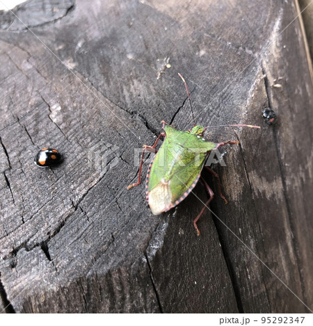 ツノアオカメムシとテントウムシ 95292347