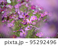 高知県 宮の前公園のコスモス 95292496