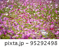 高知県 宮の前公園のコスモス 95292498