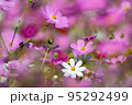 高知県 宮の前公園のコスモス 95292499