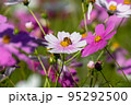 高知県 宮の前公園のコスモス 95292500