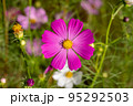 高知県 宮の前公園のコスモス 95292503