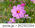 高知県 宮の前公園のコスモス 95292504