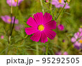 高知県 宮の前公園のコスモス 95292505